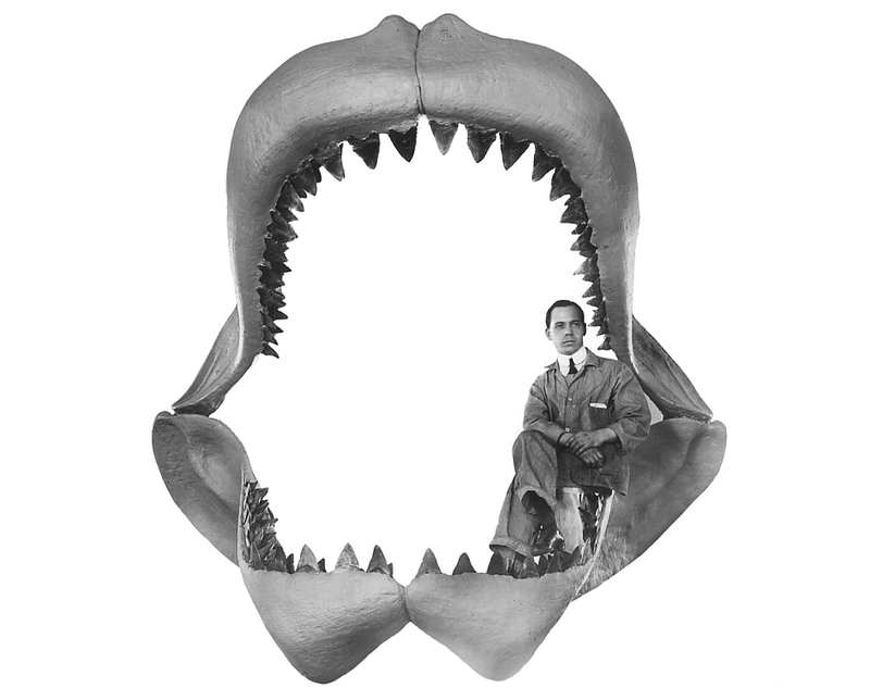 Reconstrucción de una mandíbula de megalodón realizada por Bashford Dean en 1909
